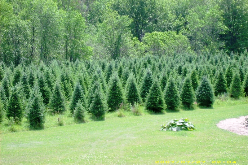 McCluskey Tree Farm